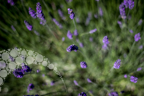 Lavendel