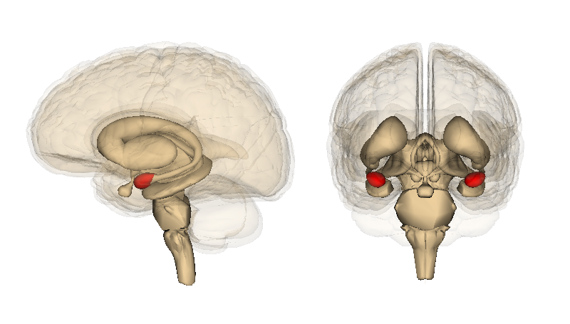 Amygdala of sensorische cortex