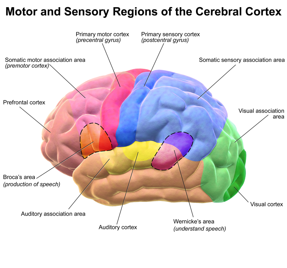 Zintuiglijke cortex - Aroma Freedom