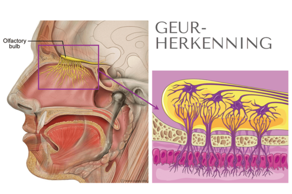 Geur herkenning